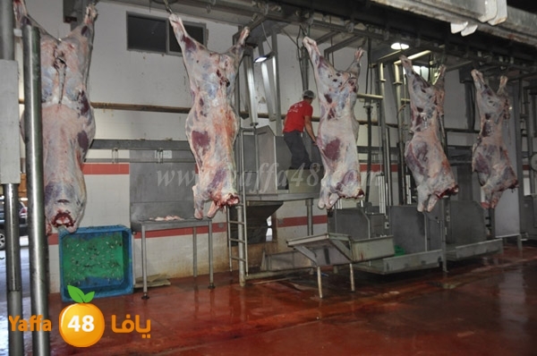 Jam3iya la7m3n (8).JPG